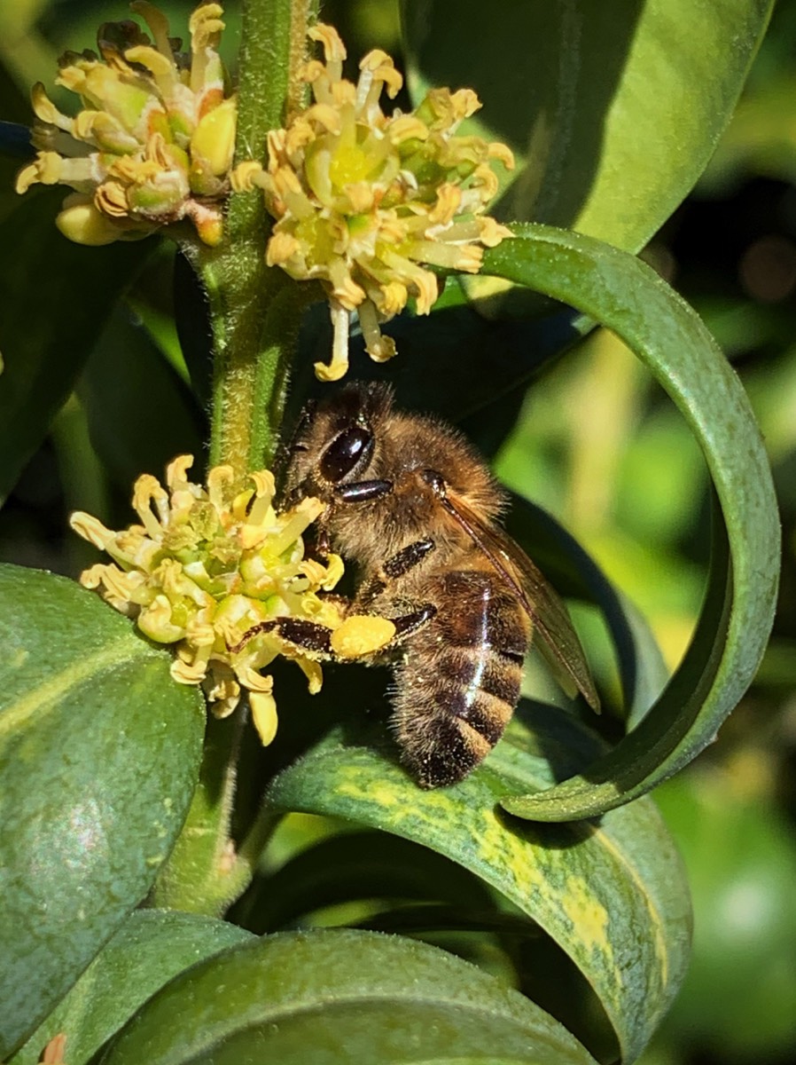 Honigbiene auf Buchsbaum, März 2020